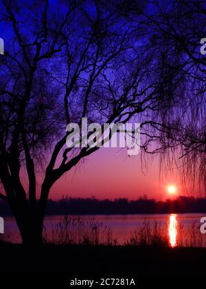 Erstaunlicher Sonnenaufgang in rosa und violetten Farbtönen über einem See in einer wunderschönen, farbenfrohen Landschaft. Silhouette einer Trauerweide mit der Sonne in Nahaufnahme. Stockfoto