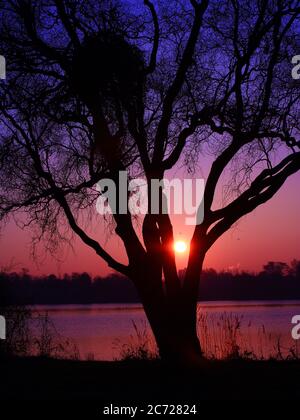 Erstaunlicher Sonnenaufgang in rosa und violetten Farbtönen über einem See in einer wunderschönen, farbenfrohen Landschaft. Silhouette einer Trauerweide mit der Sonne in Nahaufnahme. Stockfoto