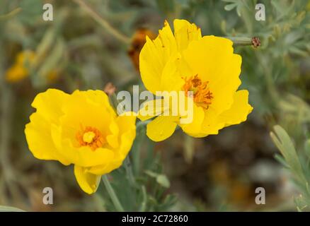 Nahaufnahme von zwei gelben mexikanischen Tulpenmohn in einem Blumenbett Stockfoto