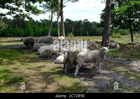 Typisch holländische Landschaften und einige Schafe auf einem langen Spaziergang namens " Pieterpad " Stockfoto