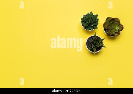 succulents Banner oder Header mit verschiedenen Pflanzen auf einem weichen Rouge auf gelbem Hintergrund. Draufsicht, Copyspace für Ihren Text Stockfoto