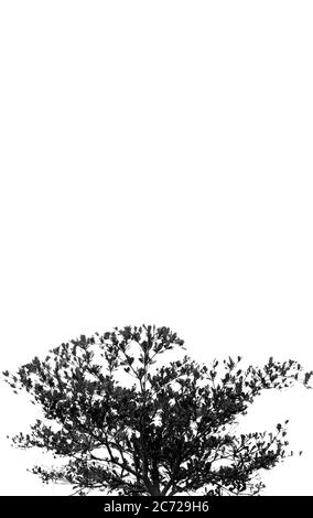 Schöner Terminalia ivorensis Baum isoliert auf weißem Hintergrund Stockfoto