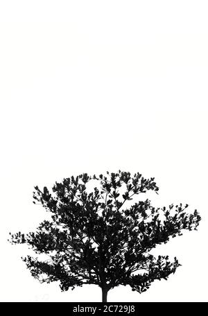 Schöner Terminalia ivorensis Baum isoliert auf weißem Hintergrund Stockfoto