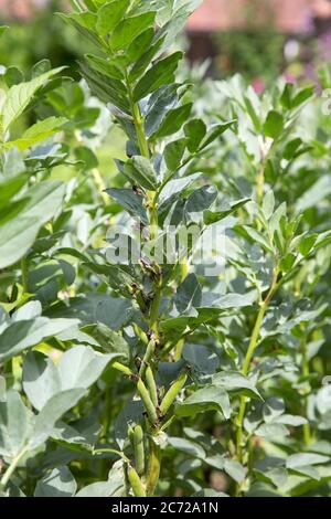 Feldbohne oder Breitbohne (Vicia faba) im Gemüsegarten Stockfoto