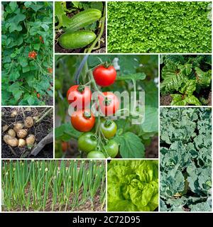 Verschiedene Gemüsesorten im Garten in einer Collage Stockfoto