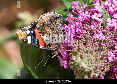 Roter Admiral Schmetterling auf Sommerflieder Flower Stockfoto