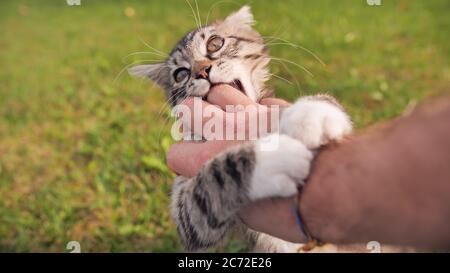 Der Besitzer spielt mit einem jungen, aber wütenden Kätzchen. Stockfoto