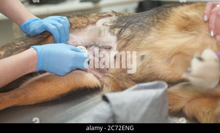 Postoperative Untersuchung bei einem Hund in einer Tierklinik. Stockfoto