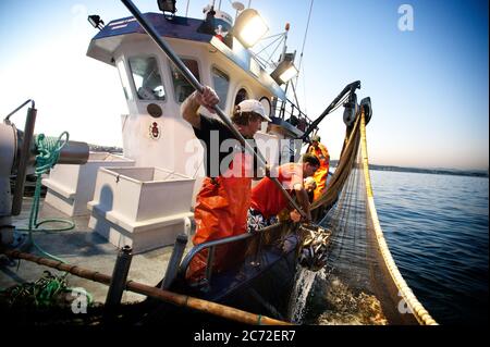 Fischer des Fischerschiffes Fernandez y Moreno sammeln Makrelen, die schließlich als Biss für die blauen Flossentunen verwendet werden, aus dem Netz. Stockfoto