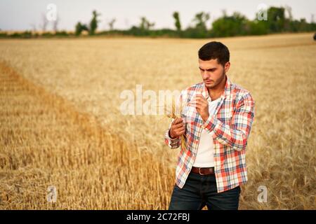 Agronom untersucht Getreideernte vor der Ernte sitzen in goldenem Feld. Lächelnder Bauer hält ein Bündel von reifen kultivierten Weizenohren in den Händen Stockfoto