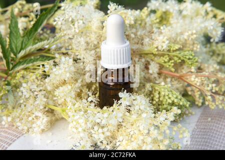 Filipendula ulmaria, auch bekannt als Mädesüß oder Met Würze ätherisches Öl oder Elixier in kleiner Pipettenflasche mit frischer Filipendula ulmaria Blume. Stockfoto