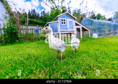 Zwei kleine Fasanenküken vor einem blauen Hühnerstall Stockfoto