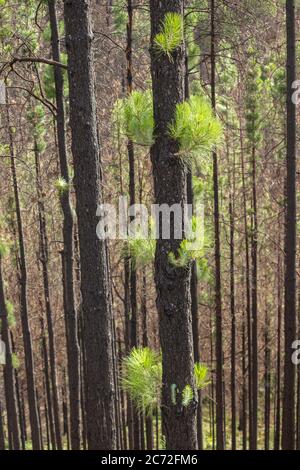 Waldbrand beschädigte Pinien auf Gran Canaria, Kanarische Inseln, Spanien Stockfoto