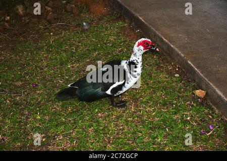 Türkei Vogel, Kauai Hawaii USA Stockfoto