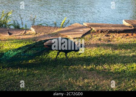 Wunderschöner Pfau in Kauai Hawaii USA Stockfoto