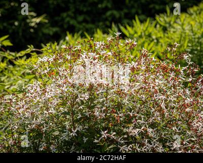 Gillenia trifoliata. Rot gestielter Strauch mit kleinen weißen sternförmigen Blüten. Stockfoto