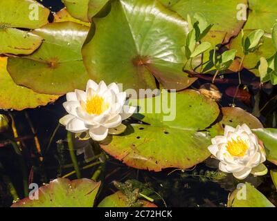 Nahaufnahme von weißen Seerosen in einem Teich. Stockfoto