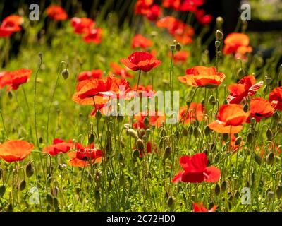 Rot hinterleuchtete Mohnblumen wachsen in einem britischen Feld. Stockfoto