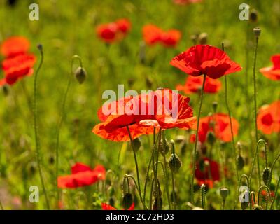 Rot hinterleuchtete Mohnblumen wachsen in einem britischen Feld. Stockfoto