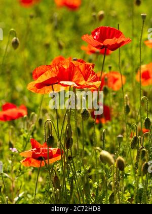 Rot hinterleuchtete Mohnblumen wachsen in einem britischen Feld. Stockfoto