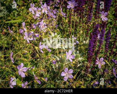 Salvia, Geraniums, Eryngiums wachsen in einem lila Themen-Blumenbeet. Stockfoto