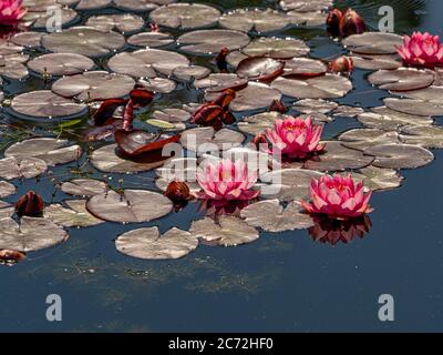 Rosa Seerosen mit dunkelroten Blättern, die in einem Teich wachsen. Stockfoto