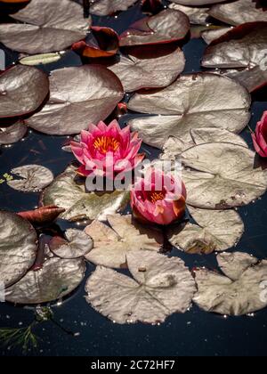 Rosa Seerosen mit dunkelroten Blättern, die in einem Teich wachsen. Stockfoto