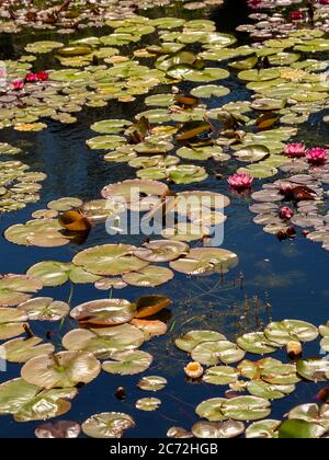Dunkelrosa Seerosen wachsen in einem Teich. Stockfoto