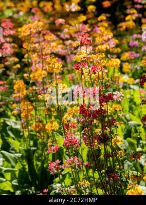 Hintergrundbeleuchtete Candelabra Primula wächst in einem Garten. Stockfoto