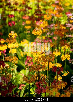 Hintergrundbeleuchtete Candelabra Primula wächst in einem Garten. Stockfoto