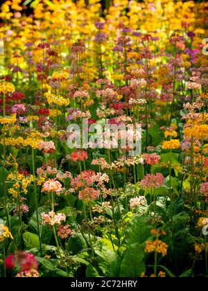 Hintergrundbeleuchtete Candelabra Primula wächst in einem Garten. Stockfoto