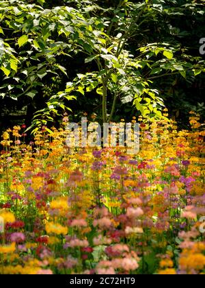 Kleiner Baum mit Hintergrundbeleuchtung, der unter Candelabra Primula in einem Garten wächst. Stockfoto