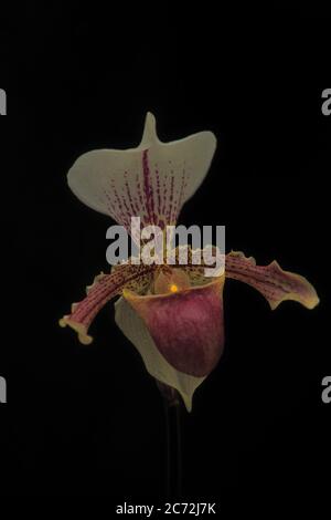 Orchideenblume bekannt als Lady Slipper, fotografiert auf einem schwarzen Hintergrund. Stockfoto