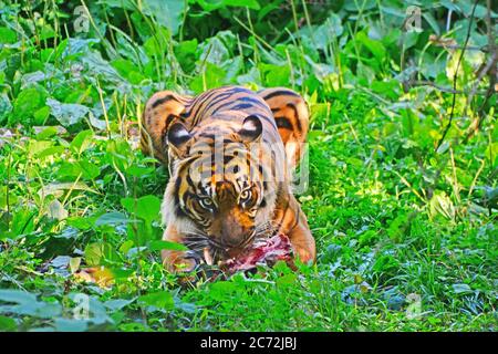 Bengal Tiger, Panthera Tigris Tigris, Essen Stockfoto