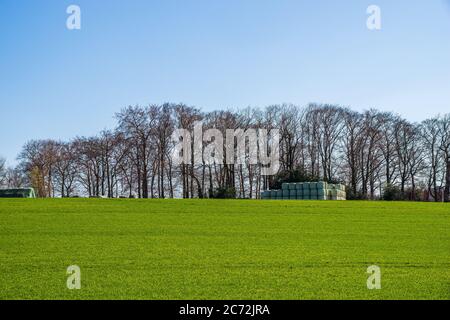 Blick über Wiesen und Felder im Sonnenschein auf einen kleinen Wald und gepackte Strohballen am Horizont Stockfoto