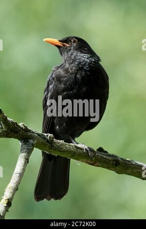Amsel (Turdus merula) auf einem Ast in Bispingen, Deutschland Stockfoto