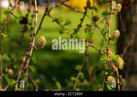 Frische Blüten der weiblichen Lärche, selektiver Fokus, verschwommener grüner Hintergrund Stockfoto