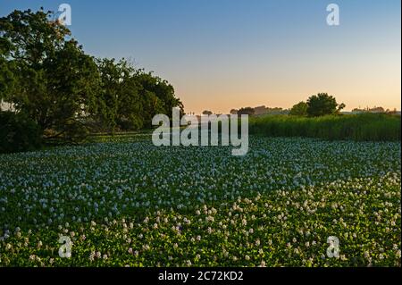 Wasserhyazinthen auf Trapper Slough, Kalifornien Stockfoto