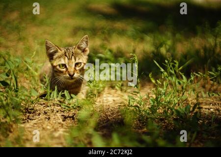 Tabby graue Katze ruht im Sommergarten auf dem Gras Stockfoto