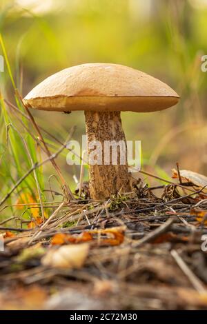 Birch Bolete Pilz in der Wiese Stockfoto