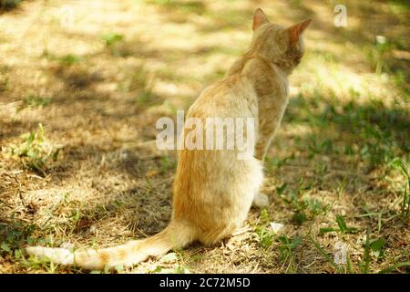 Ingwer Katze sitzt im Sommergarten. Rückansicht. Stockfoto