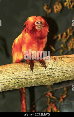 Goldener Löwe Tamarin Stockfoto
