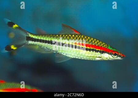 Bunte Fische - Korallenriff Stockfoto