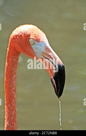 Rosa und weißer Flamingo Vogel Stockfoto