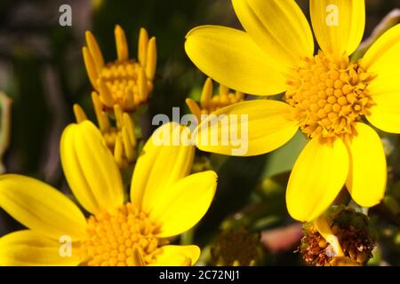 Leuchtend gelbe Meeresrautblüten (Senecio maritimus) Stockfoto