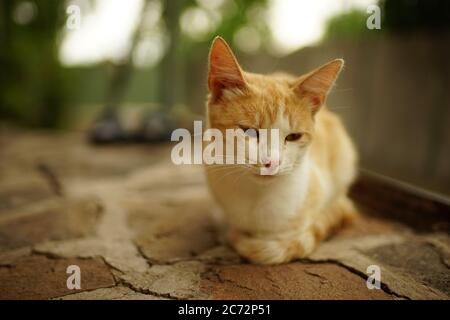 Traurige Ingwer weiße Katze entspannen Sie im Sommerhof. Stockfoto