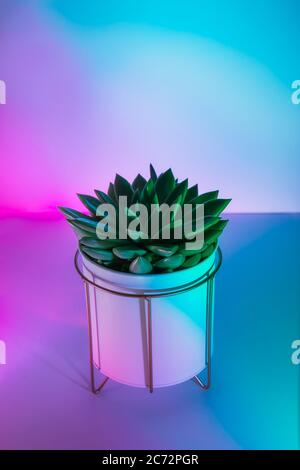 Große Sukkulente in modernen Topf in lebendigen Gradienten holographischen Farben Licht. Minimales Kunstkonzept. Vertikale Karte. Speicherplatz kopieren Stockfoto