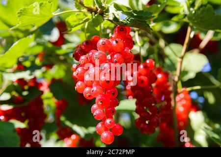 Nahaufnahme von isolierten, leuchtend reifen saftigen Stachelbeeren (ribes rubrum), die im Sommer in deutscher Obstplantage am Busch hängen - Deutschland Stockfoto