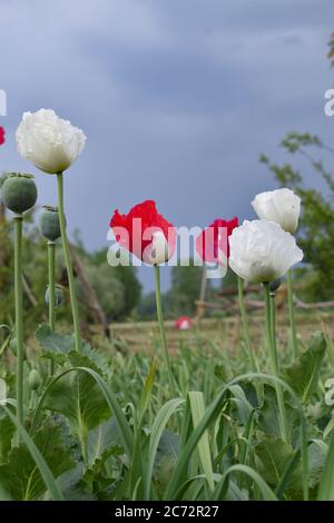 Rote Mohnblumen. Opium Mohn Feld Stockfoto