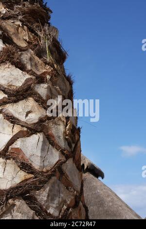 Palmenstamm Nahaufnahme von Rinde und Mustern. Stockfoto